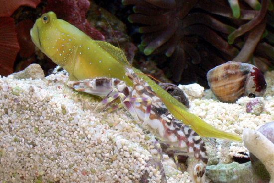  Alpheus bellulus (Pretty Snapping Shrimp, Tiger Shrimp)